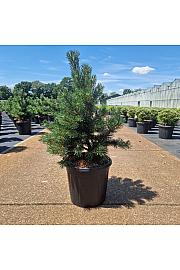 Pinus mugo Gnom C15 Lit. 60+ cm
