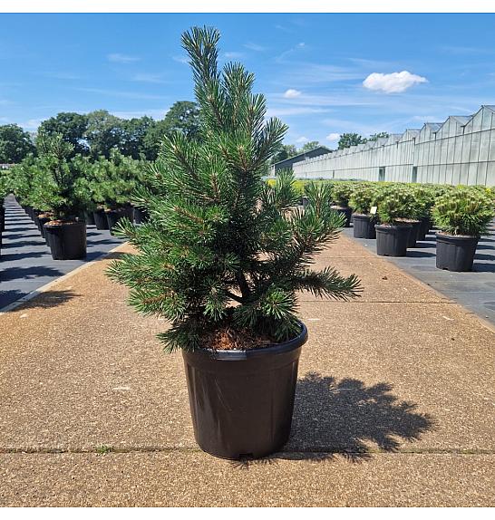 Pinus mugo Gnom C15 Lit. 60+ cm