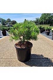 Pinus mugo Golden Glow C8 Lit. 25-30 cm