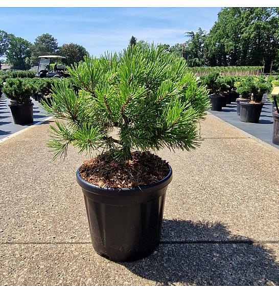 Pinus mugo Golden Glow C8 Lit. 25-30 cm