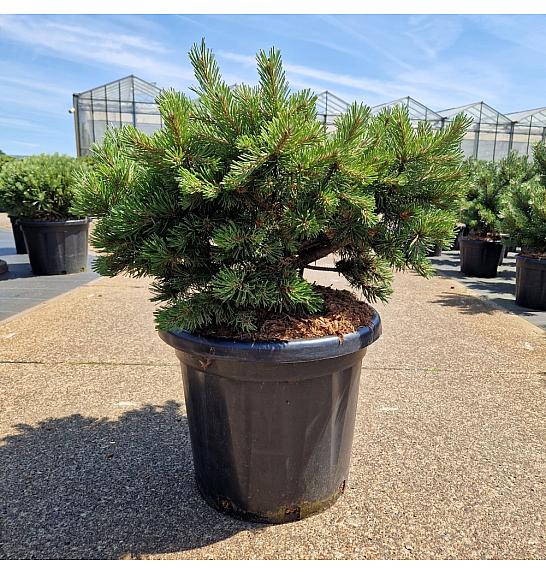 Pinus mugo Klostergrün C25 Lit. 50-60 cm Krogla