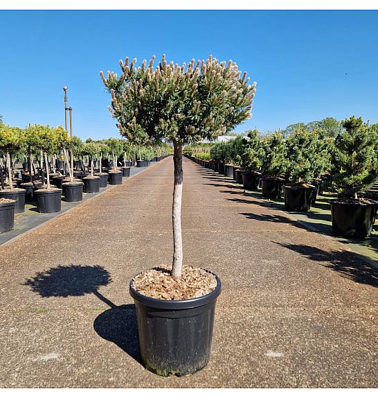 Pinus mugo Klostergrün C15 Lit. Na steblu 40 cm Krošnja 25-30