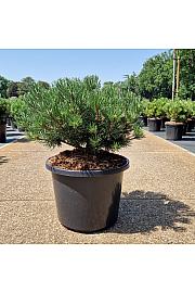 Pinus mugo Laurin C12 Lit. 35-40 cm