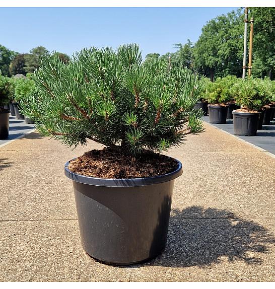 Pinus mugo Laurin C12 Lit. 35-40 cm