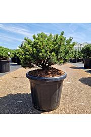 Pinus mugo Laurin C25 Lit. 50-60 cm