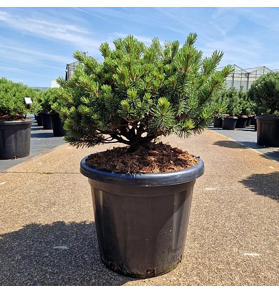 Pinus mugo Laurin C25 Lit. 50-60 cm