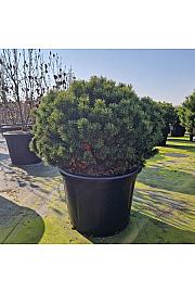 Pinus mugo Mops C80 Lit. 80-90 cm