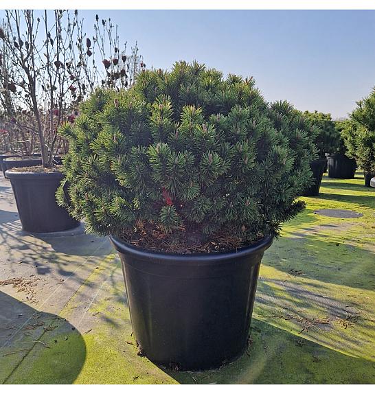 Pinus mugo Mops C80 Lit. 80-90 cm