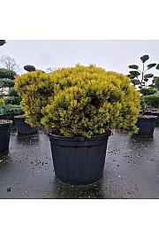 Pinus mugo Ophir C150 Lit. 100-110 cm
