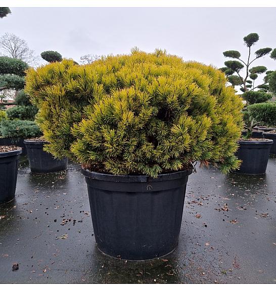 Pinus mugo Ophir C150 Lit. 100-110 cm