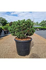 Pinus mugo Sherwood Compact C20 Lit. 35-40 cm