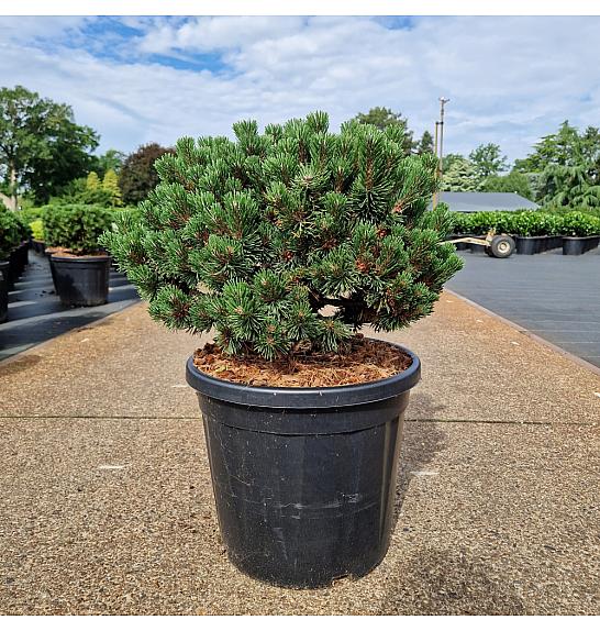 Pinus mugo Sherwood Compact C20 Lit. 35-40 cm