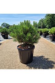 Pinus mugo Wintergold C8 Lit. 25-30 cm