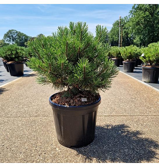 Pinus mugo Wintergold C8 Lit. 25-30 cm