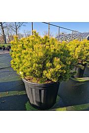 Pinus mugo Wintergold C150 Lit. 100-110 cm
