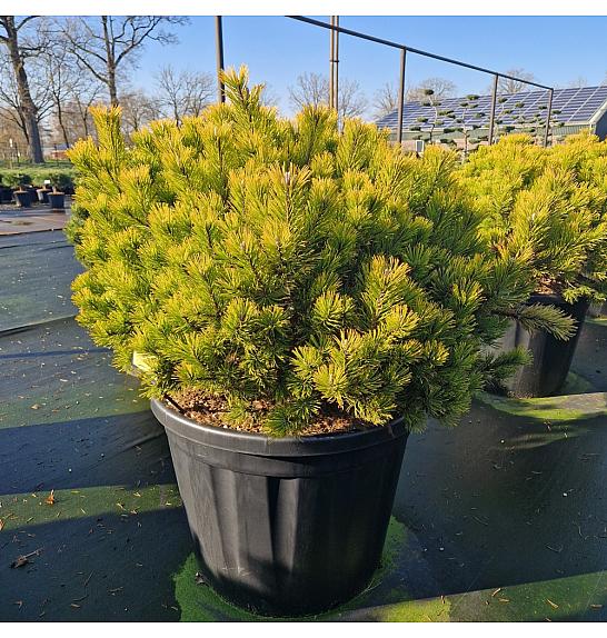 Pinus mugo Wintergold C150 Lit. 100-110 cm