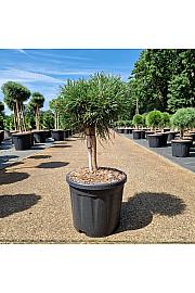 Pinus nigra Blue Pearl C11 Lit. Na steblu 20 cm Krošnja 20-25 cm