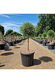 Pinus nigra Blue Pearl C15 Lit. Na steblu 40 cm Krošnja 30-35 cm