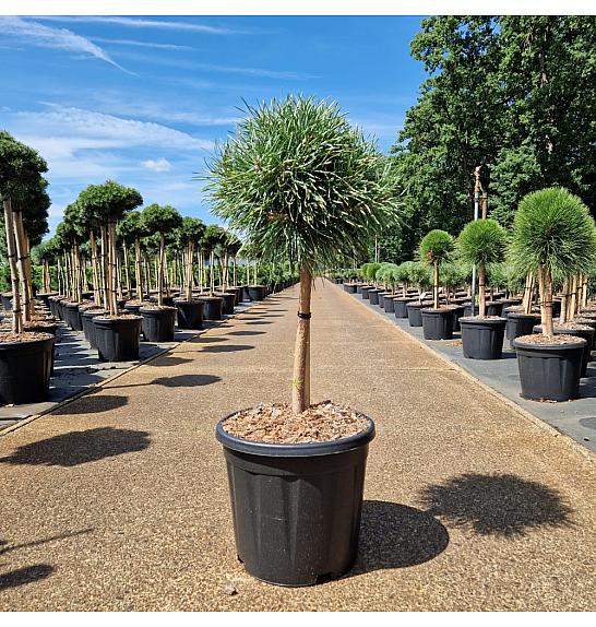 Pinus nigra Blue Pearl C15 Lit. Na steblu 40 cm Krošnja 30-35 cm