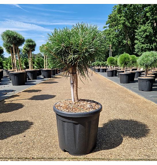 Pinus nigra Green Pearl C11 Lit. Na steblu 20 cm Krošnja 20-25 cm