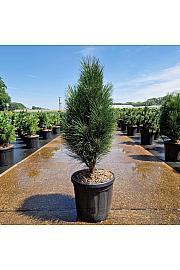 Pinus nigra Green Tower C18 Lit. 60-70 cm