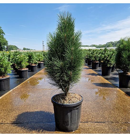 Pinus nigra Green Tower C18 Lit. 60-70 cm