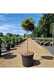 Pinus nigra Keightly Broom C20 Lit. Na steblu 60 cm Krošnja 35-40 cm