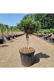Pinus nigra Green Pearl C8Lit. Na steblu 20 cm Krošnja 20-25 cm