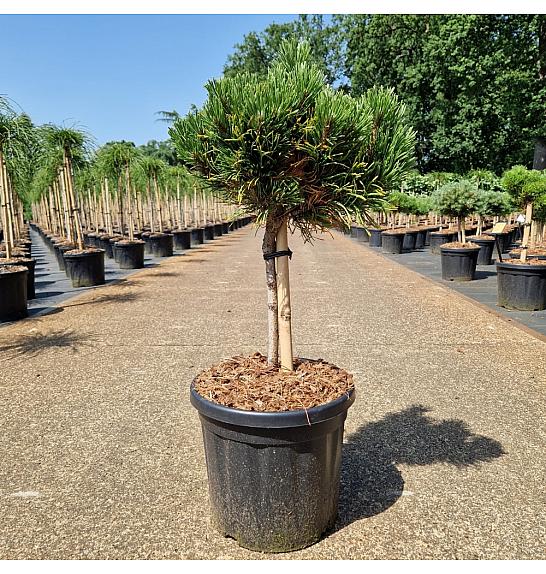Pinus nigra Green Pearl C8Lit. Na steblu 20 cm Krošnja 20-25 cm