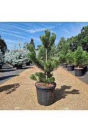 Pinus nigra Oregon Green C18 Lit. 60-70 cm