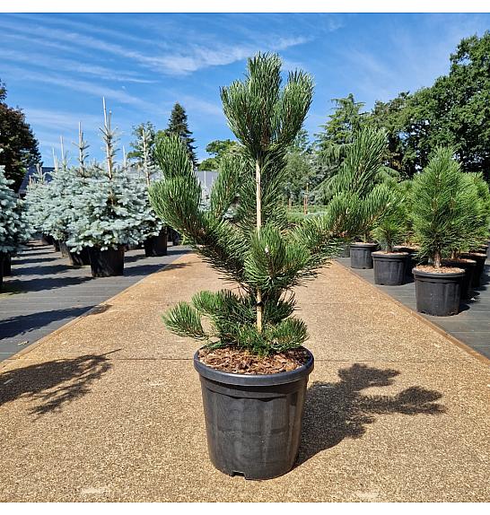 Pinus nigra Oregon Green C18 Lit. 60-70 cm