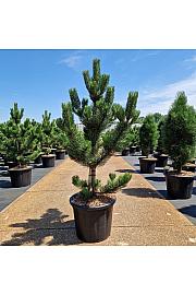 Pinus nigra Oregon Green C35 Lit. 100-120 cm