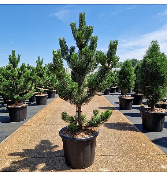 Pinus nigra Oregon Green C35 Lit. 100-120 cm
