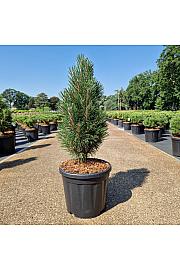 Pinus nigra Richard C8 Lit. 50+ cm