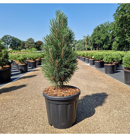 Pinus nigra Richard C8 Lit. 50+ cm