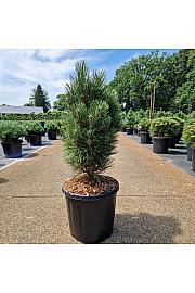 Pinus nigra Richard C15 Lit. 50-60 cm