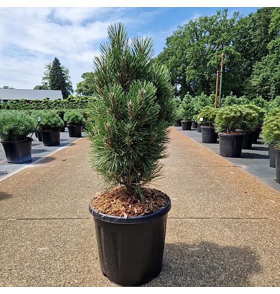 Pinus nigra Richard C15 Lit. 50-60 cm