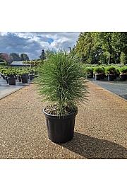 Pinus nigra Summer Breeze ® C8 Lit. 40-50 cm Krogla