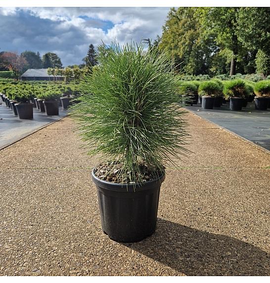 Pinus nigra Summer Breeze ® C8 Lit. 40-50 cm Krogla