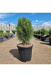 Pinus nigra Summer Breeze ® C18 Lit. 40-50 cm