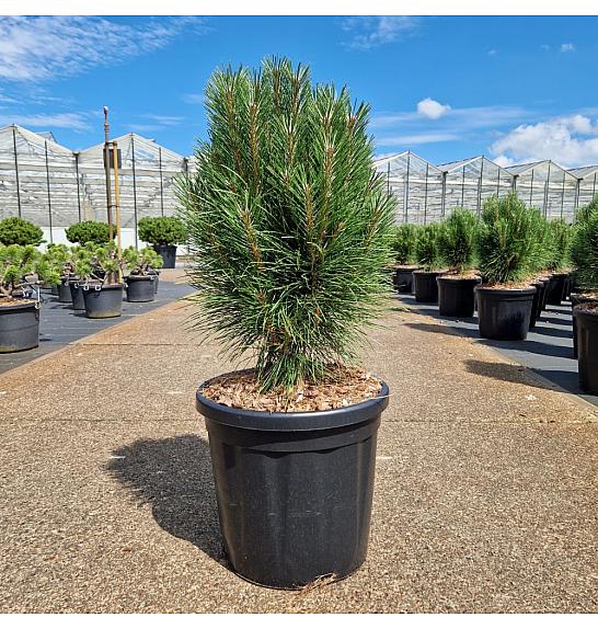 Pinus nigra Summer Breeze ® C18 Lit. 40-50 cm