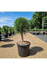 Pinus nigra Summer Breeze C18 Lit. Na steblu 20 cm Krošnja 30-35 cm Krogla