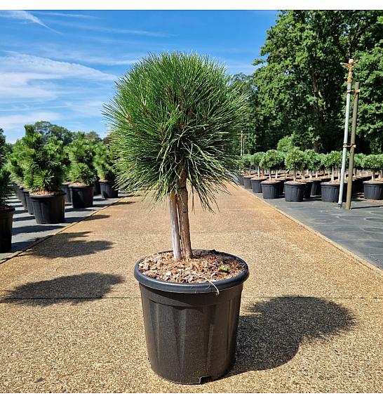 Pinus nigra Summer Breeze C18 Lit. Na steblu 20 cm Krošnja 30-35 cm Krogla
