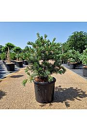 Pinus parviflora Negishi C11 Lit. 50/+ cm