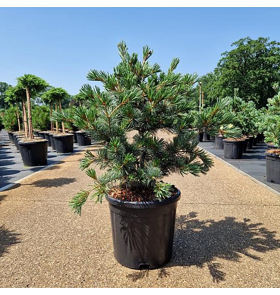 Pinus parviflora Negishi C11 Lit. 50/+ cm