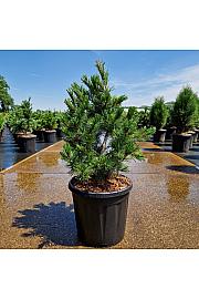 Pinus parviflora Negishi C15 Lit. 50/+ cm Extra