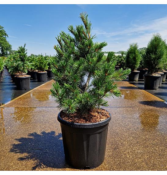 Pinus parviflora Negishi C15 Lit. 50/+ cm Extra