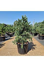 Pinus parviflora Negishi C35 Lit. 80-90 cm