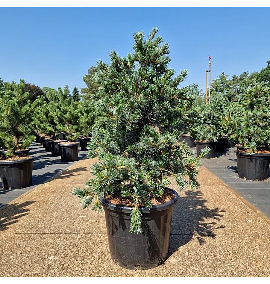 Pinus parviflora Negishi C35 Lit. 80-90 cm