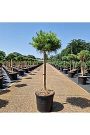 Pinus strobus Squiggles C15 Lit. Na steblu 50 cm Krošnja 25-30 cm